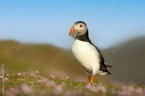 Atlantic puffin with sand eels standing on grass in summer © giedriius