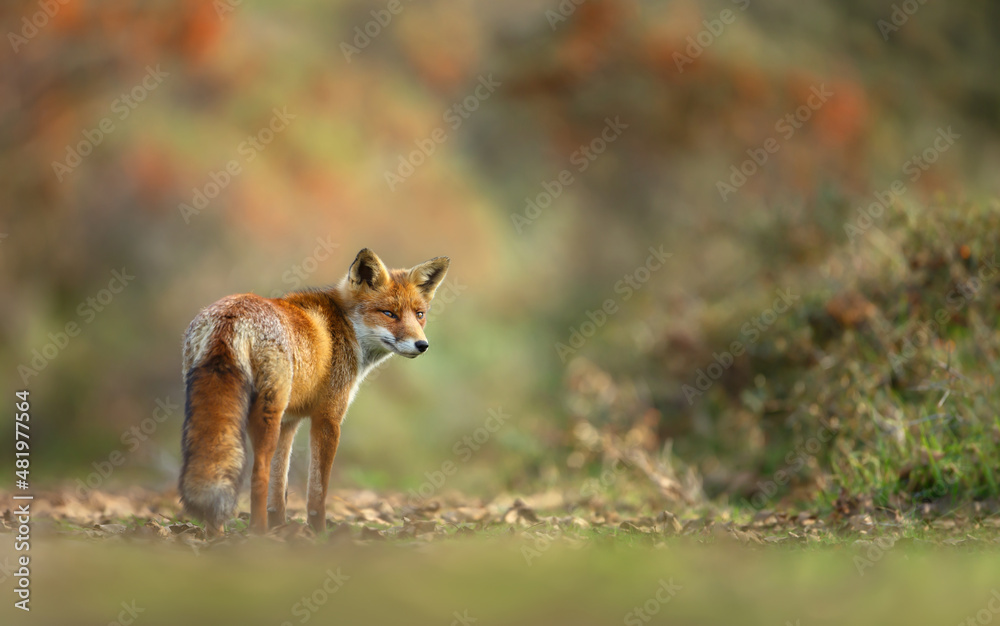 Obraz premium Close up of a red fox in summer