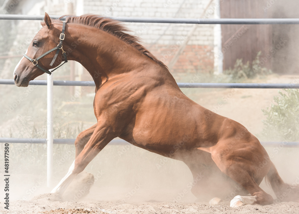The red sport horse gets up from the ground