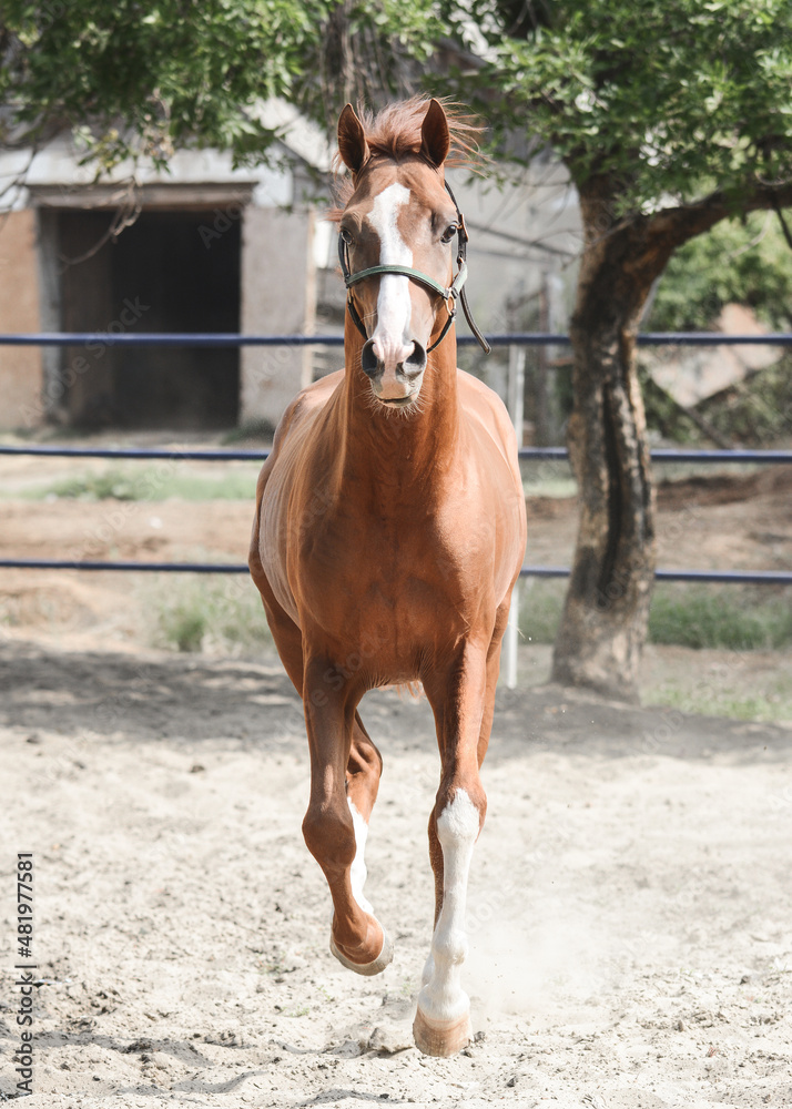 Beautiful red stallion gallop on freedom summer. front view