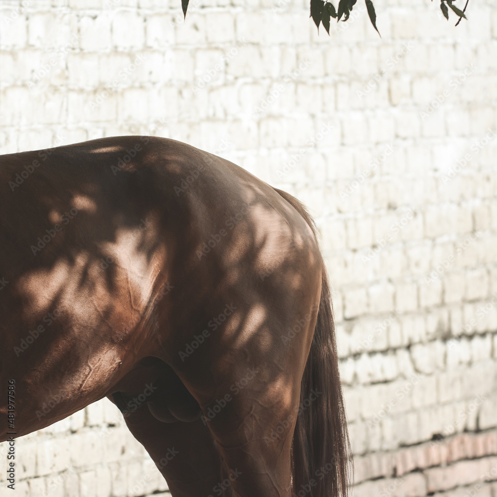 Back of the red horse sports horse