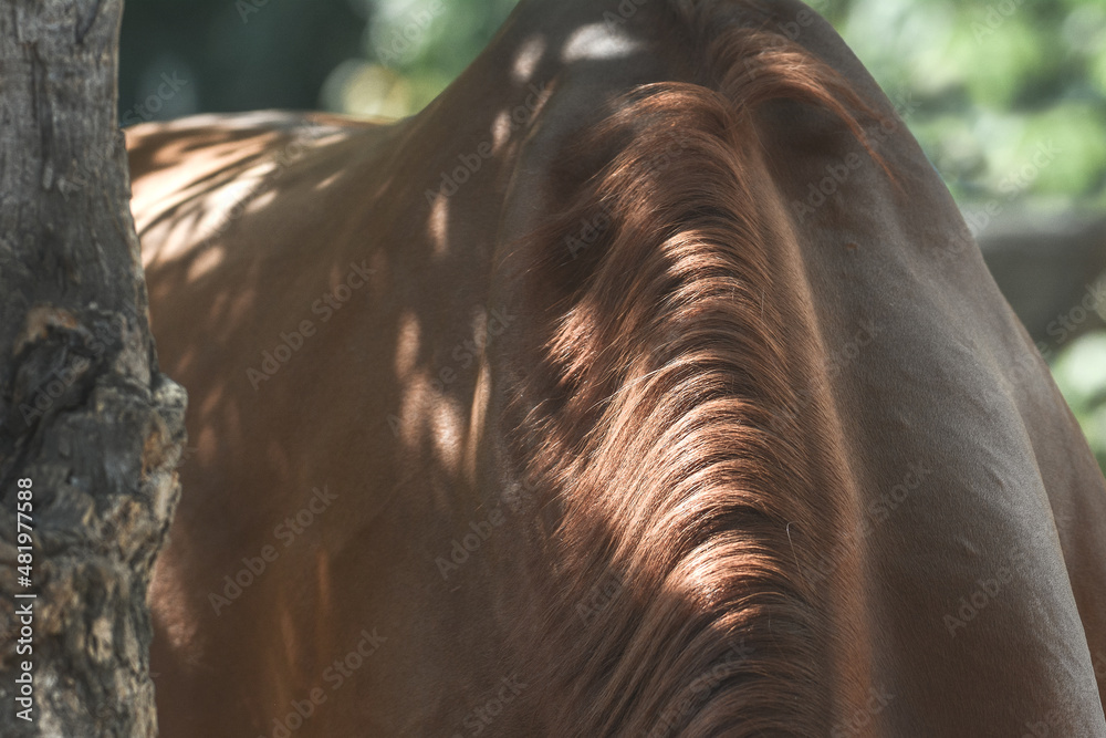 Horse details. Neck and mane of a red horse in the shade of trees