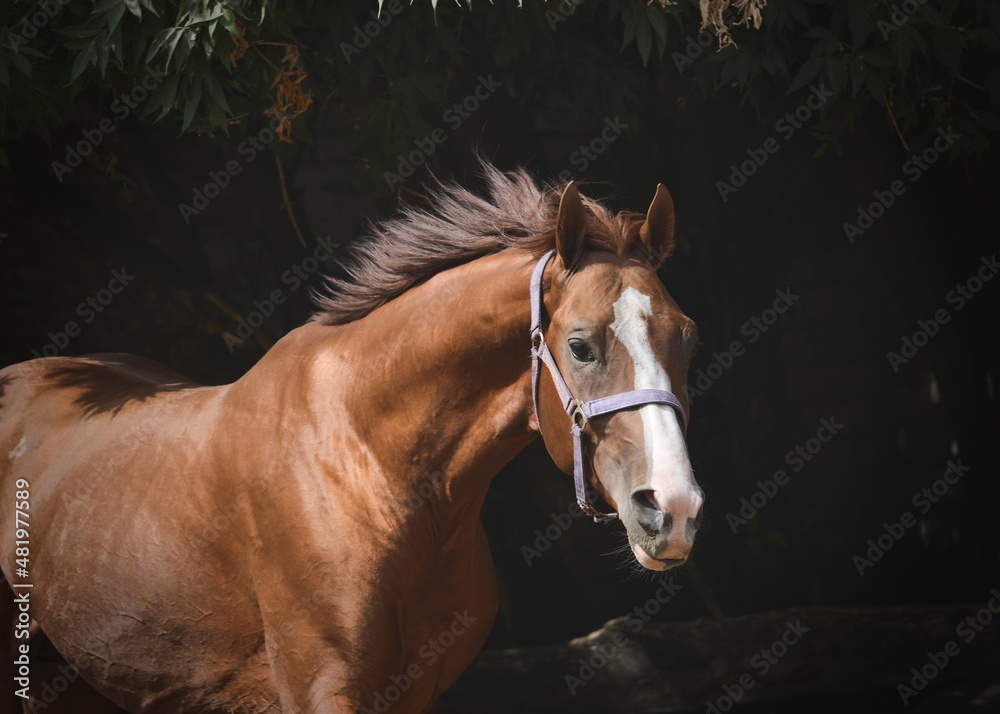 Portrait of a beautiful red sport horse on freedom in motion