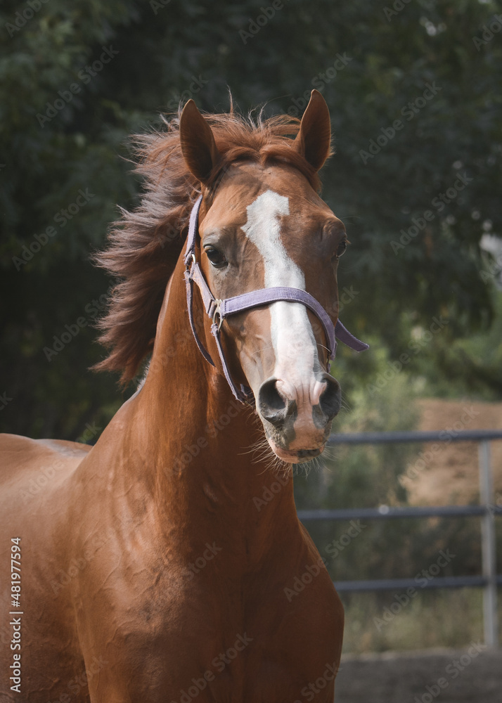 Portrait of a beautiful red horse on freedom in motion