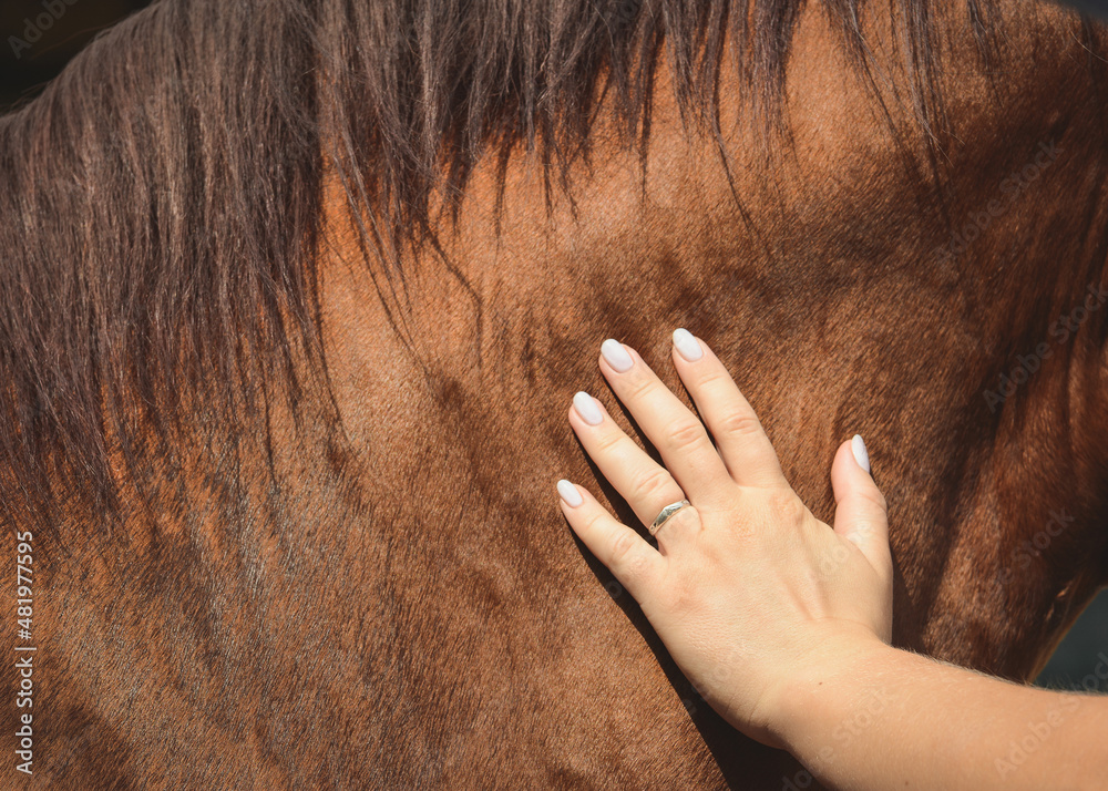 The touch of a woman's hand on the neck of a red horse