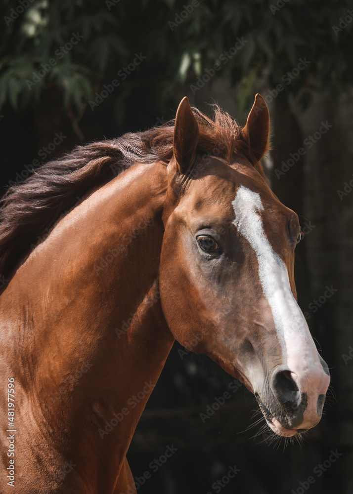 Portrait of a beautiful red stallion on freedom in motion