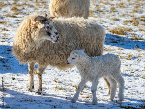 cute newborn lamb on a farm - close up - early spring