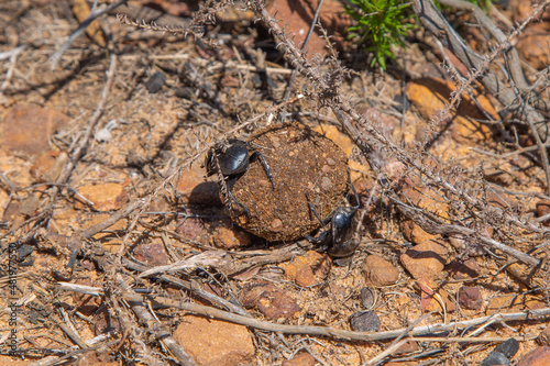 Two Dung Beetles in the Silvermine Nature Reserves