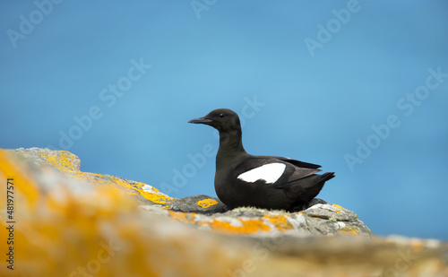 Black guillemot perched on a rocky coast