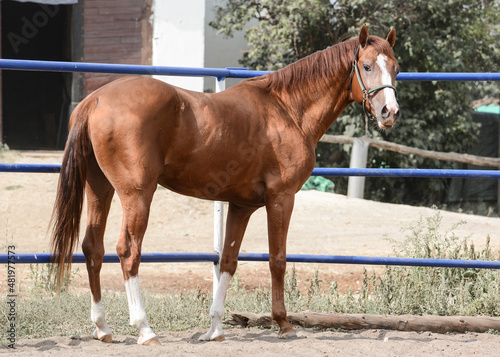 Red stallion stands on freedom summer