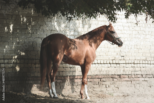 Beautiful elegant red sport horse stands in the shade of trees