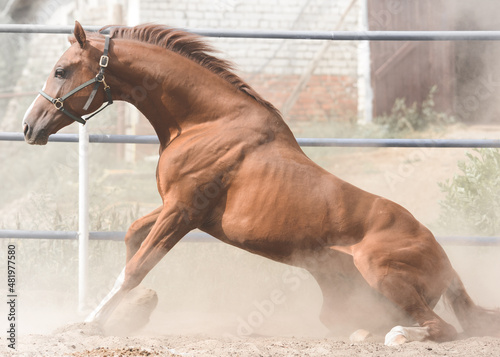Obraz na płótnie The red sport horse gets up from the ground w salonie