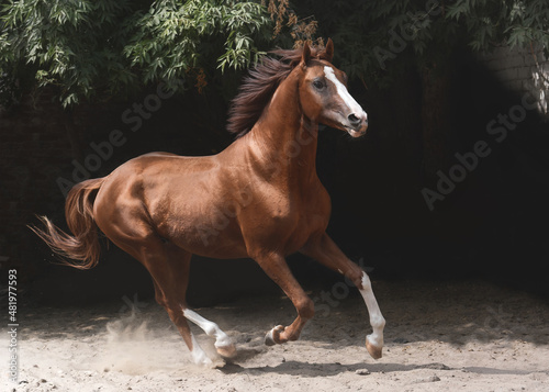 Beautiful red sport horse gallop on freedom summer on black background