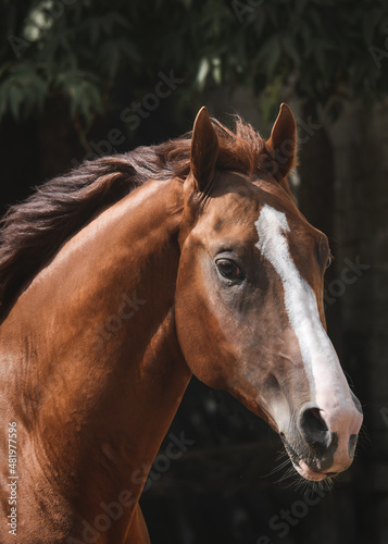 Obraz na płótnie Portrait of a beautiful red stallion on freedom in motion w salonie