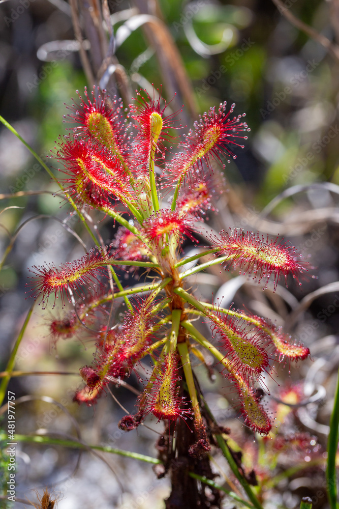 Close-up of Drosera glabripes, a carnivorous plant, in natural habitat in the Silvermine Nature Reserve in the Western Cape of South Africa Close-up of Drosera glabripes, a carnivorous plant, in natural habitat in the Silvermine Nature Reserve in the Western Cape of South Africa