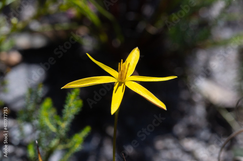 Yellow flowered Spiloxene in natural habitat in the Siilvermine Nature Reserver in the Western Cape of South Africa photo