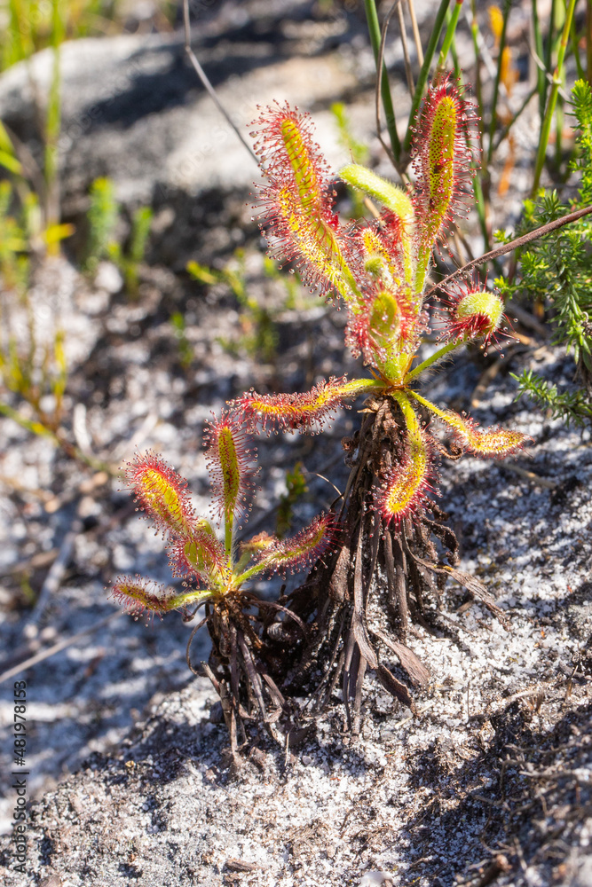 Two plants of Drosera ramentacea seen in natural habitat south of Cape Town in the Western Cape of South Africa