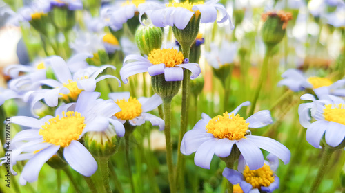 Soft focus, Blue daisy, Spring and summer flowers in the garden nature background, flowers against a background of flowers.