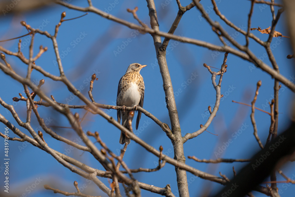 Obraz premium Common bird in its favorite environment 