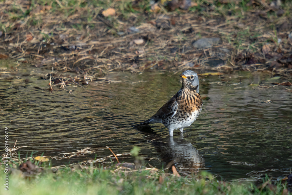 Common bird in its favorite environment
