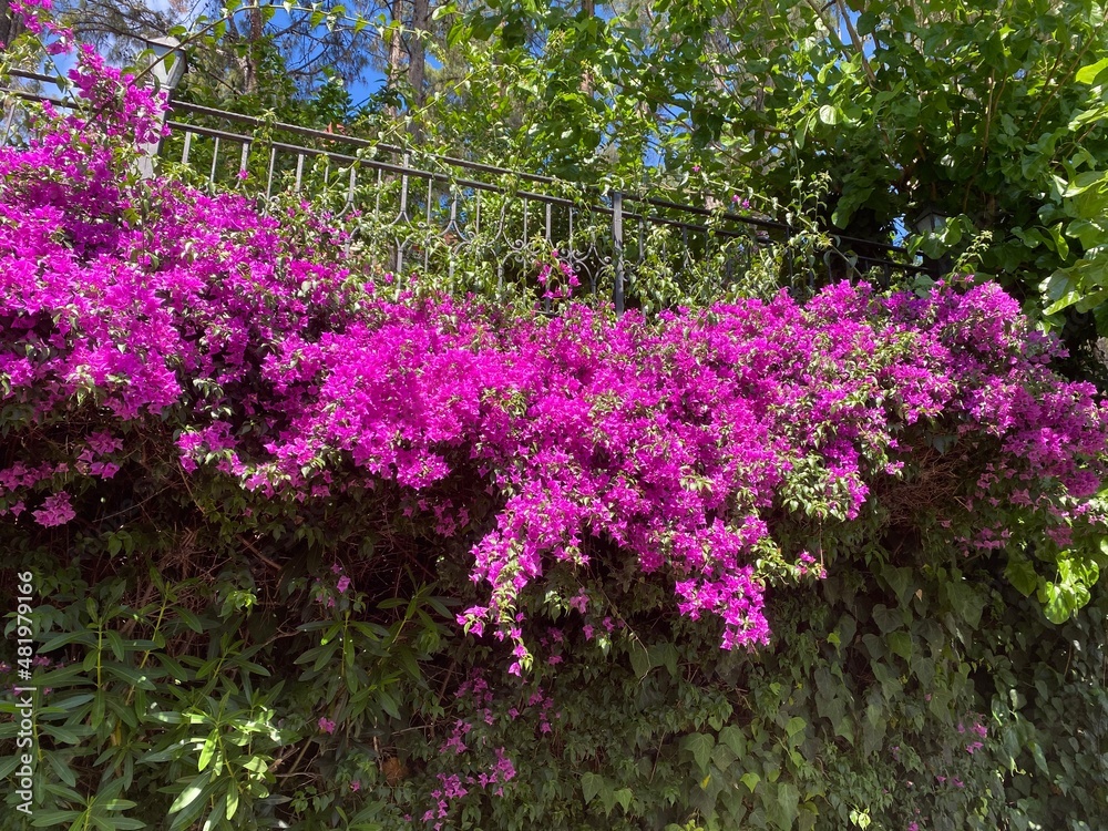 Obraz premium flowers in the garden
