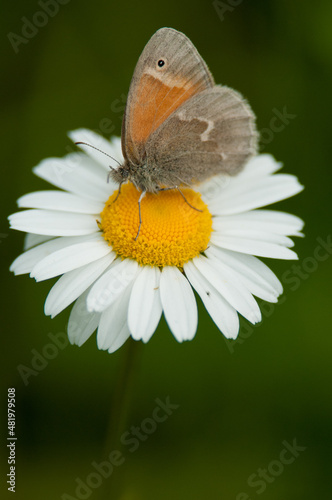 Beautiful butterfly on daisy 
