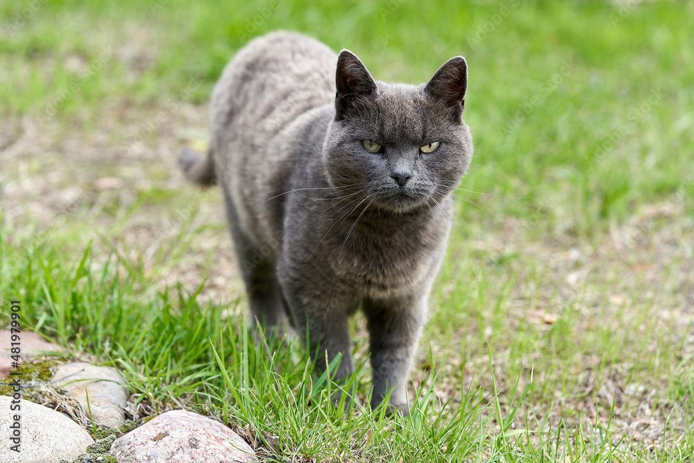 A gray cat walks on green grass on a summer day