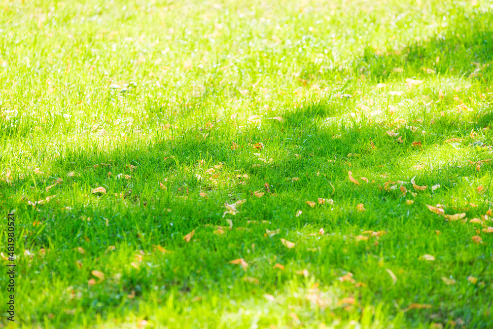 Green grass lawn with sunny day