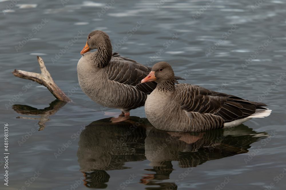 two greylag geese, Anser anser, sit on a branch in the water two greylag geese, Anser anser, sit on a branch in the water