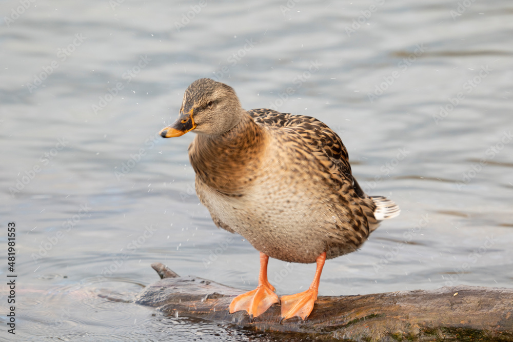 Beautiful female, brown duck, Anas platyrhynchos, on the branch in lake Beautiful female, brown duck, Anas platyrhynchos, on the branch in lake