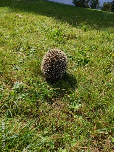 Igel, ハリネズミ