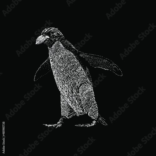 macaroni penguin hand drawing vector illustration isolated on black background