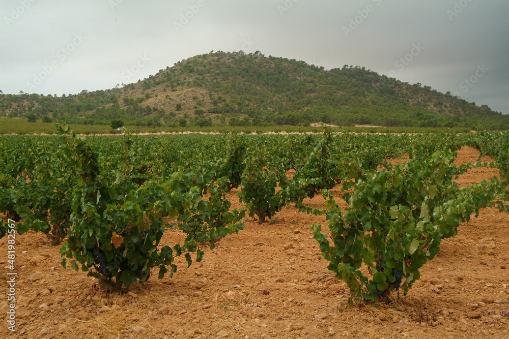 Viñedos de la DO Jumilla, que es una de las más antiguas de España. Su superficie se extiende por dos CCAA, Murcia y Castilla-la Mancha.
