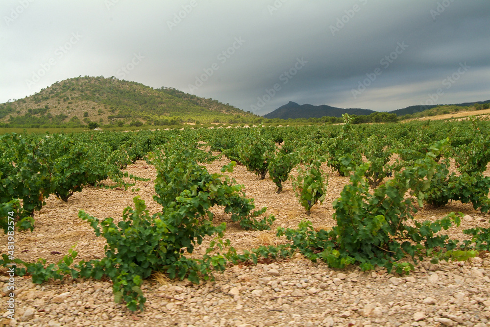 Viñedos de la DO Jumilla, que es una de las más antiguas de España. Su superficie se extiende por dos CCAA, Murcia y Castilla-la Mancha.
