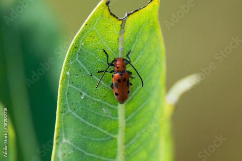 Red beetle on large leaf 