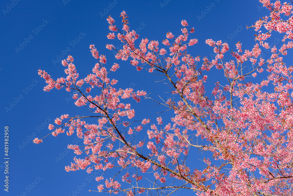 Pink sakura flower, Cherry blossom ,Himalayan cherry blossom