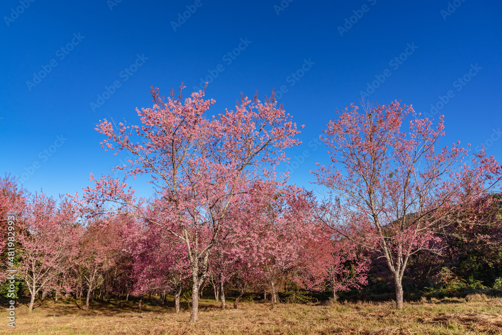 Pink sakura flower, Cherry blossom ,Himalayan cherry blossom Pink sakura flower, Cherry blossom ,Himalayan cherry blossom