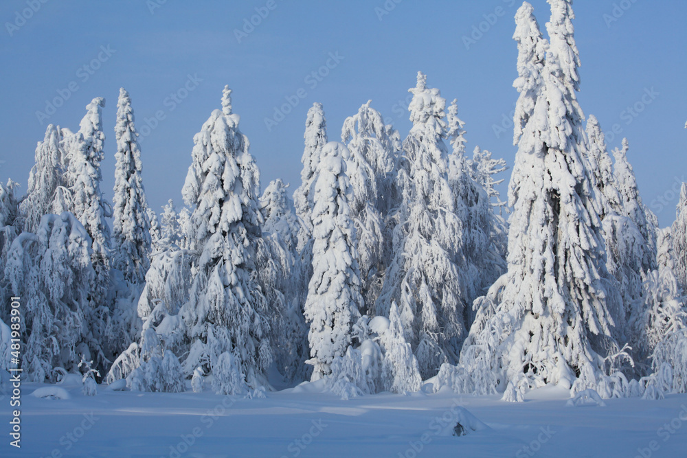 Winter panorama of a snowy forest on a sunny day and with a blue sky
