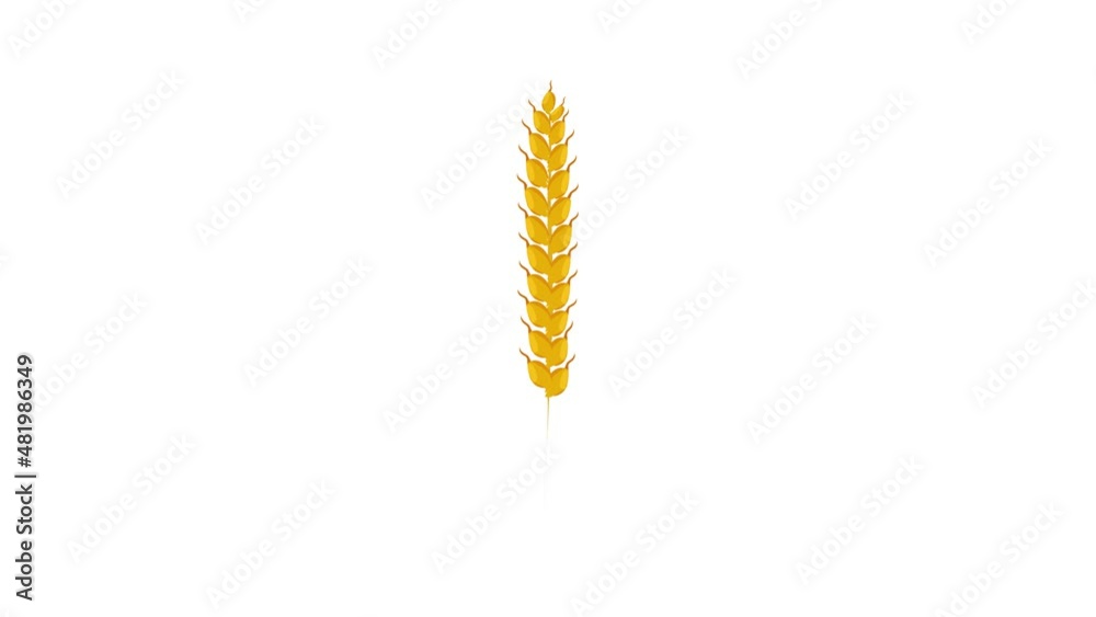 Wheat ear icon animation best cartoon object on white background Wheat ear icon animation best cartoon object on white background