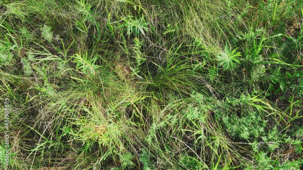 Sunny summer day. Wild grasses sway in gusts of wind. Sunny summer day. Wild grasses sway in gusts of wind.