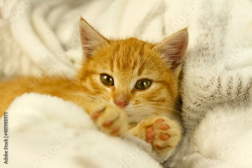 A small kitten lies on a white blanket and looks straight ahead. Red kitten. Home pet.