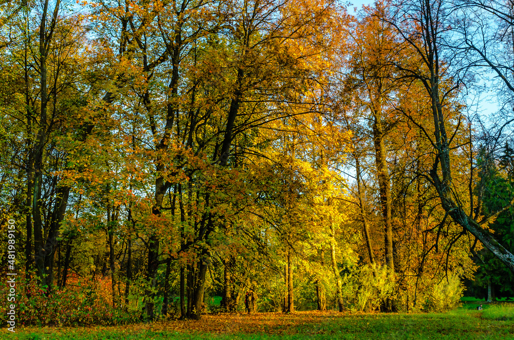 Autumn landscape in the Pavlovsk Park near St. Petersburg. Autumn, 2021.