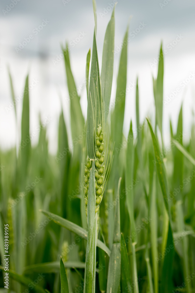 Ripening ears of meadow wheat field. Rich harvest Concept. Ears of green wheat close up. Ripening ears of meadow wheat field. Rich harvest Concept. Ears of green wheat close up.