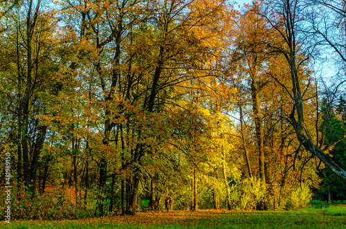 Autumn landscape in the Pavlovsk Park near St. Petersburg. Autumn  2021.