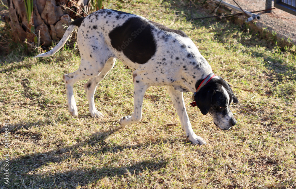 Pointer hunting dog