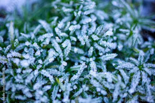 Frost on Hebe Emerald Globe © Laura Giustozzi