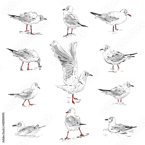 Seagulls sketch. Set of seagulls