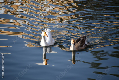 Pair of Duck