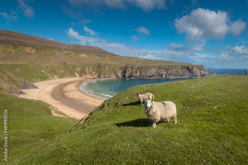 Two sheeps on a mountain in Malin Beg with Silver Strand beach in the background. Donegal. Ireland