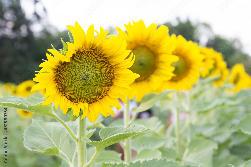 Obraz premium sunflower